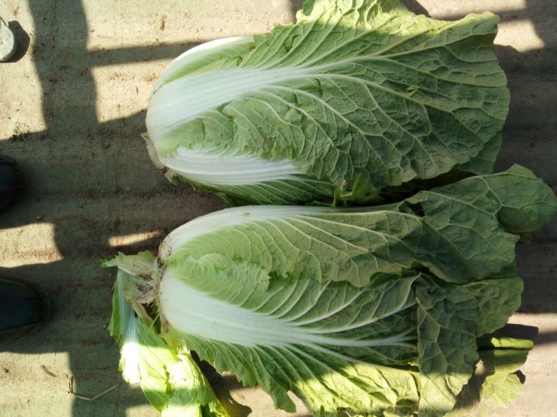 黄心白菜4~6斤