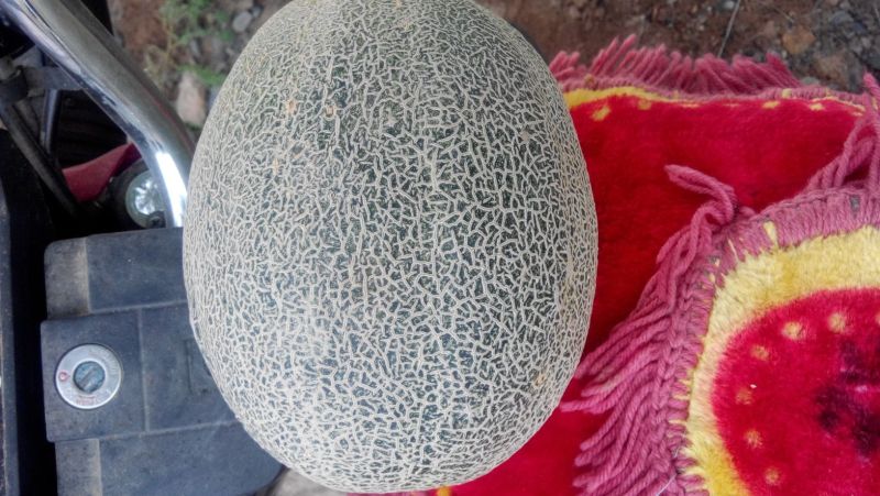 西州蜜瓜5斤以上椭圆形