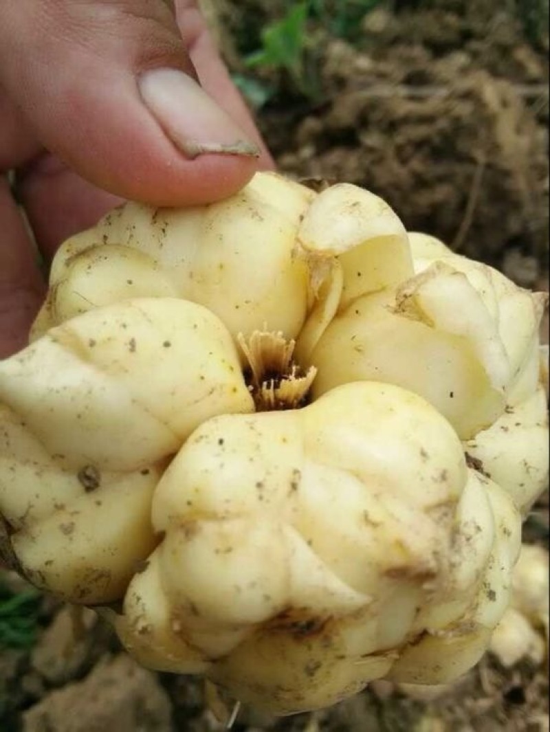 百合