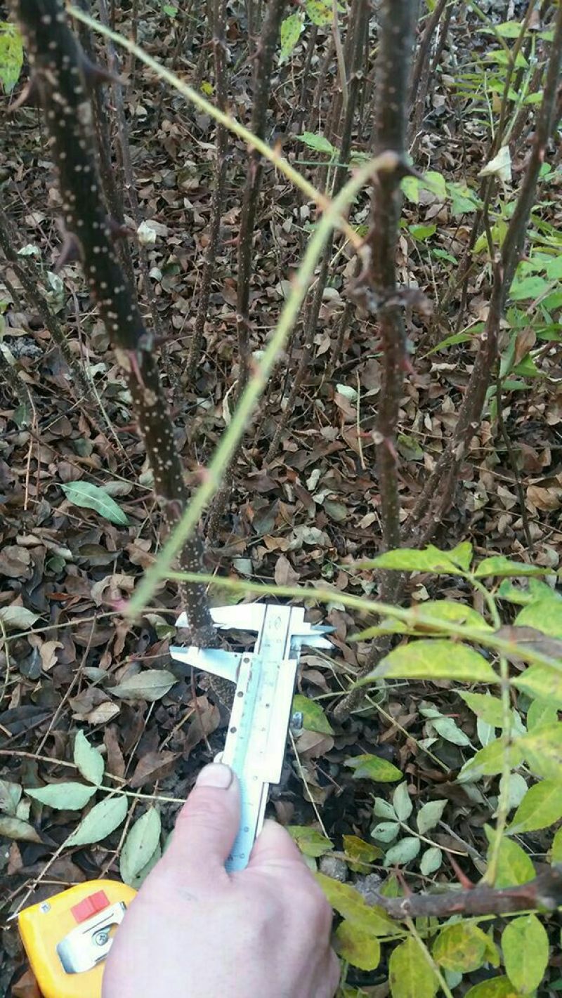 花椒苗大红袍花椒苗无刺花椒苗1~2年