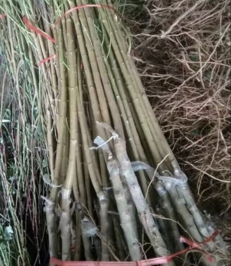 沂蒙霜红桃树苗