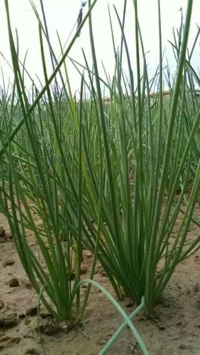 沙葱15~20c