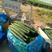 荐精品油瓜，密刺黄瓜，大量供货基地直发，干花带刺，对接各市场