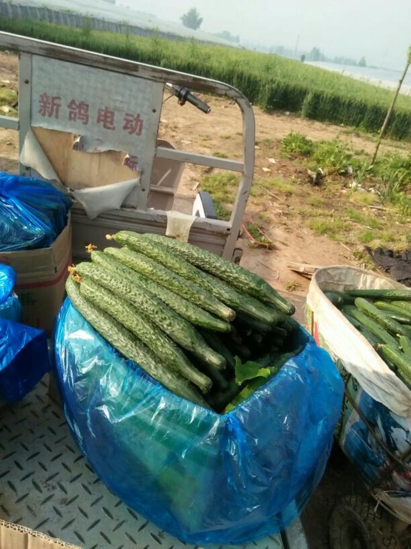 荐精品油瓜，密刺黄瓜，大量供货基地直发，干花带刺，对接各市场