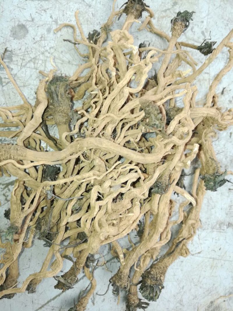 板蓝根统个