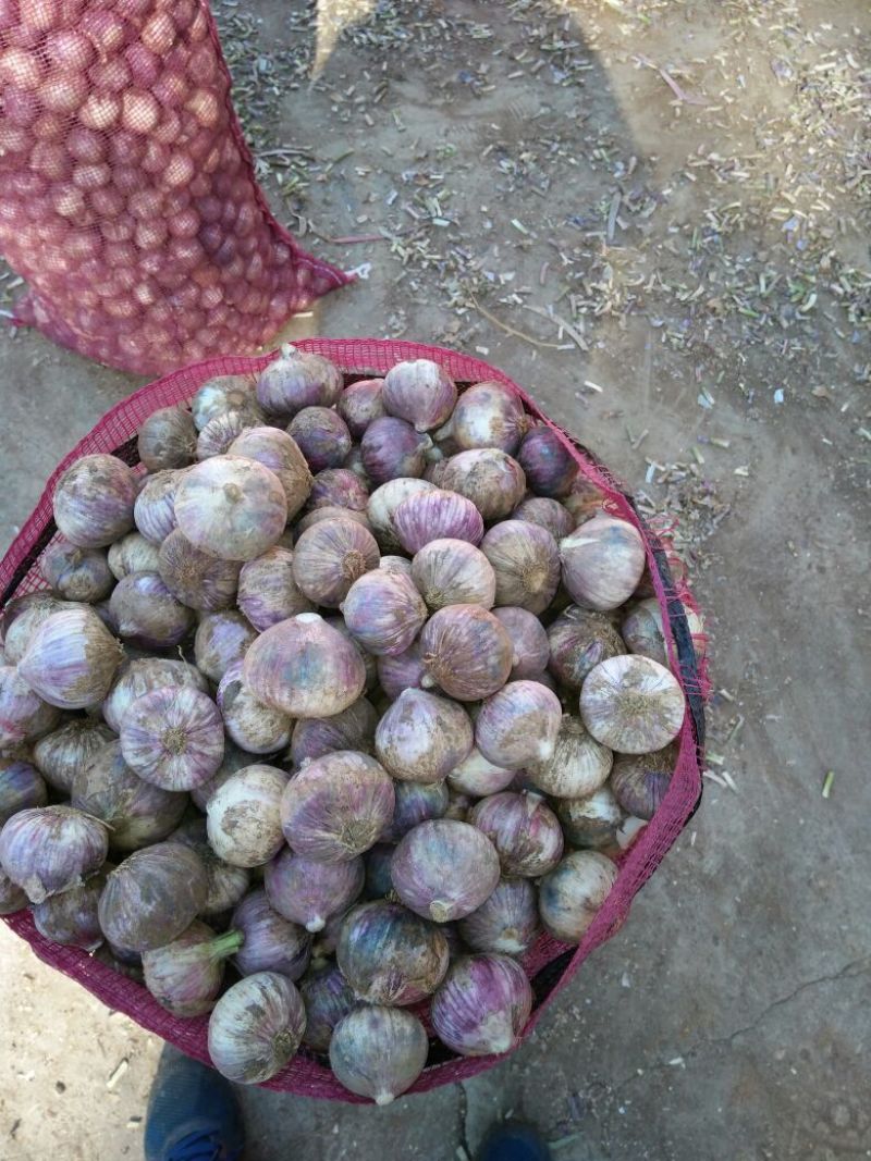 大蒜混级统货干蒜