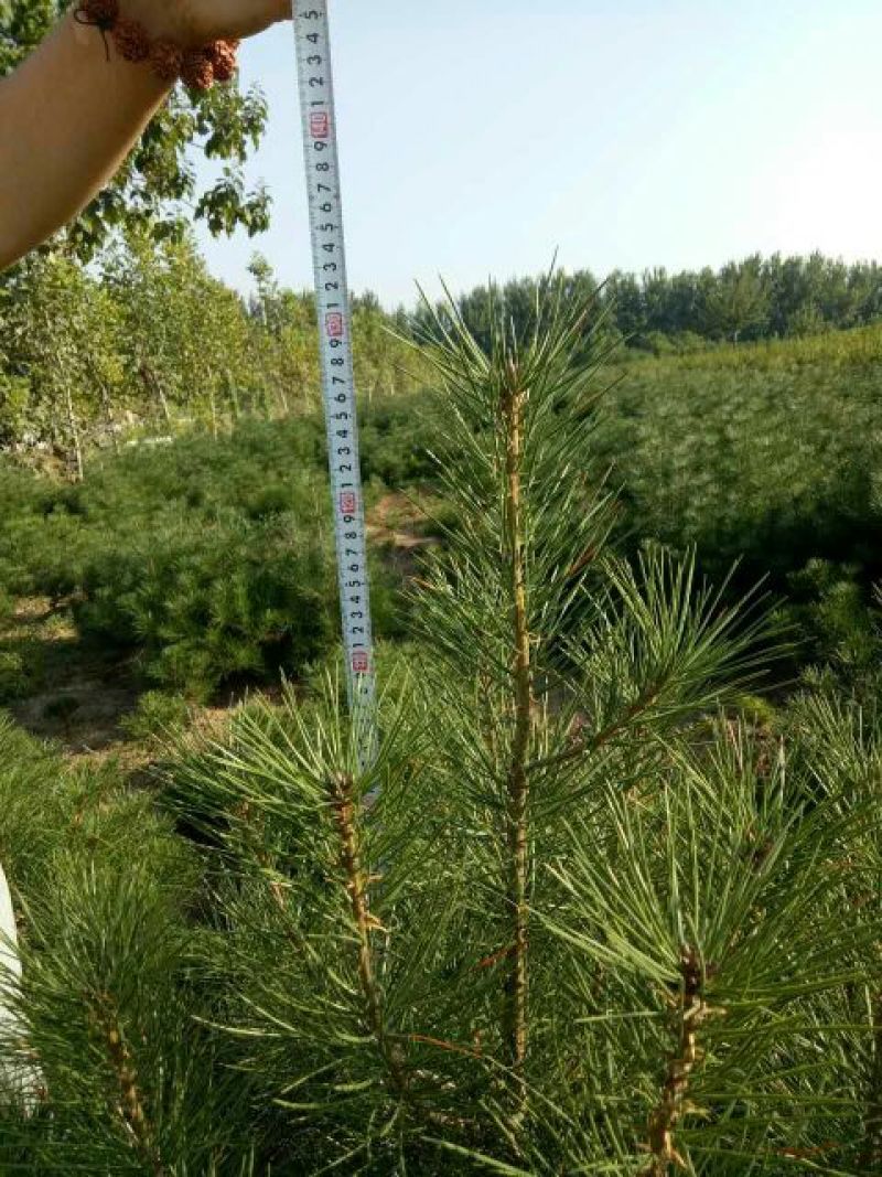 白松树苗100~150cm