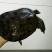 鳖