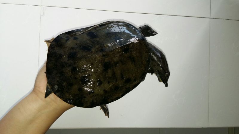 鳖