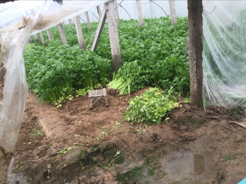 香芹