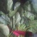 菠菜25~30厘米