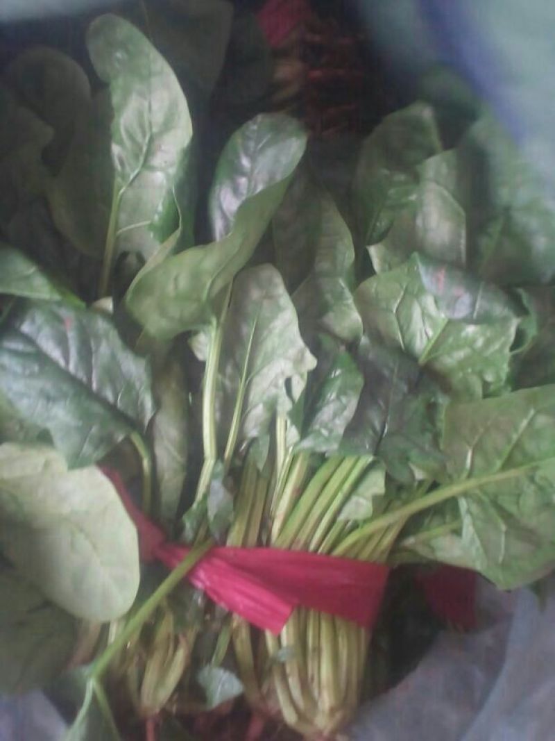 菠菜25~30厘米