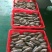 海螺食用鲜活5~10只/kg