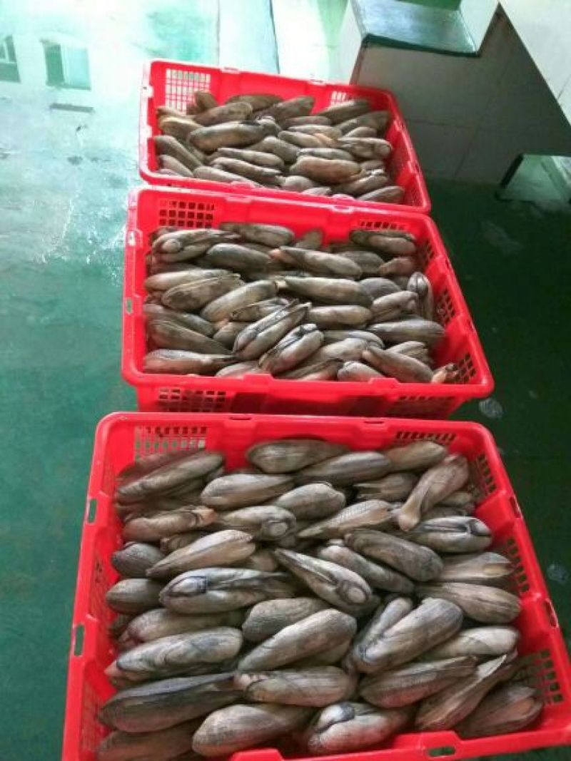 海螺食用鲜活5~10只/kg