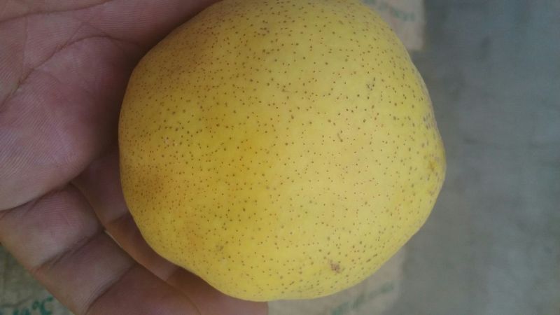 鸭广梨150~200g纸箱