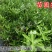 蜜桔苗30~50cm带泥球带叶子发货