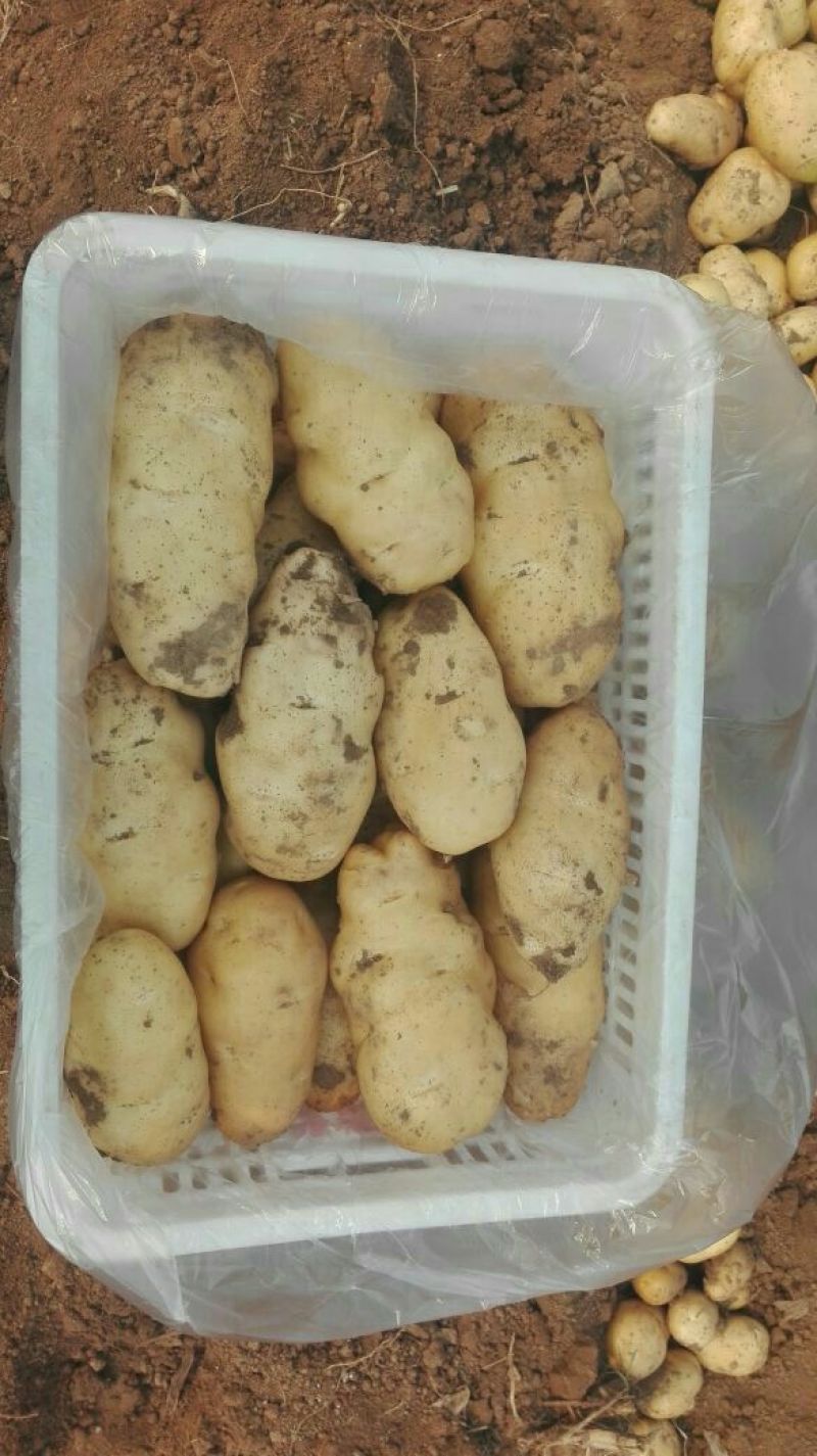 荷兰十五土豆2两以上装箱套网