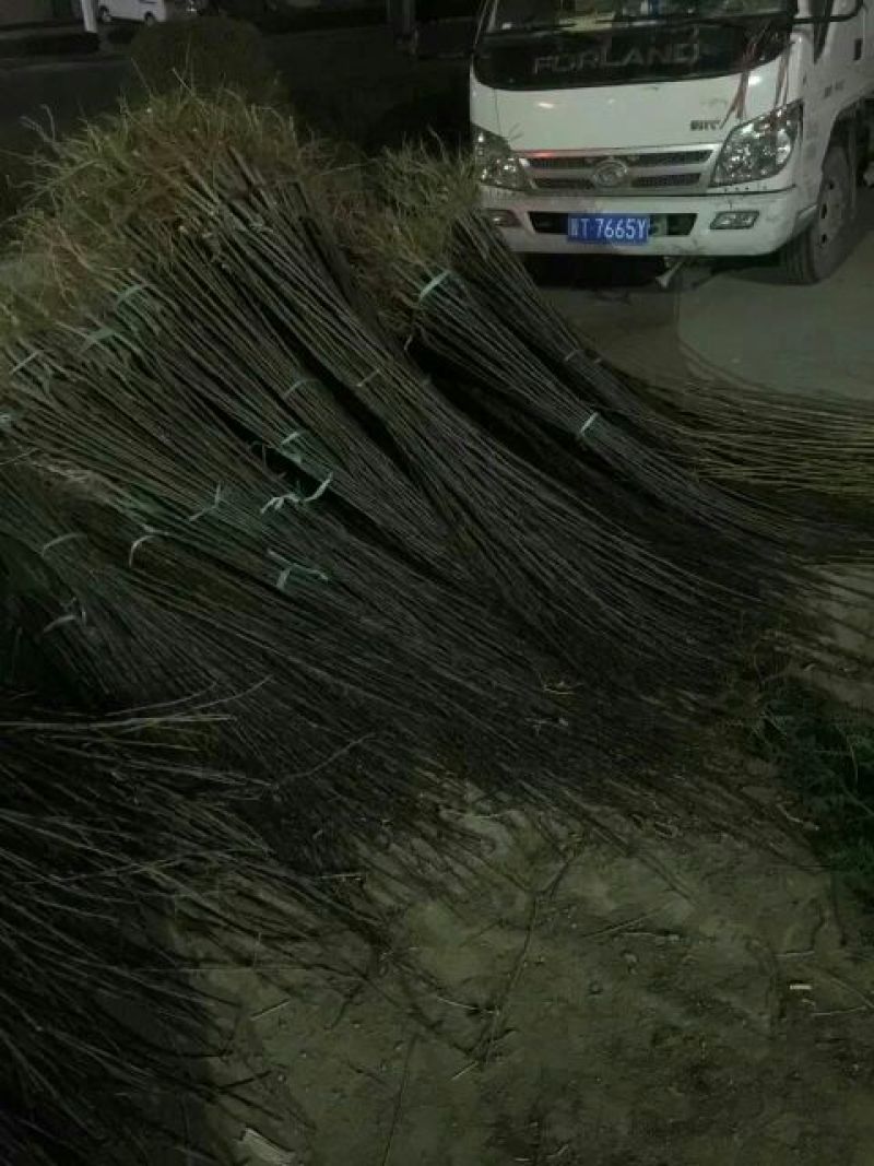 苹果树2cm以下2~4cm4~6cm4cm以下4~