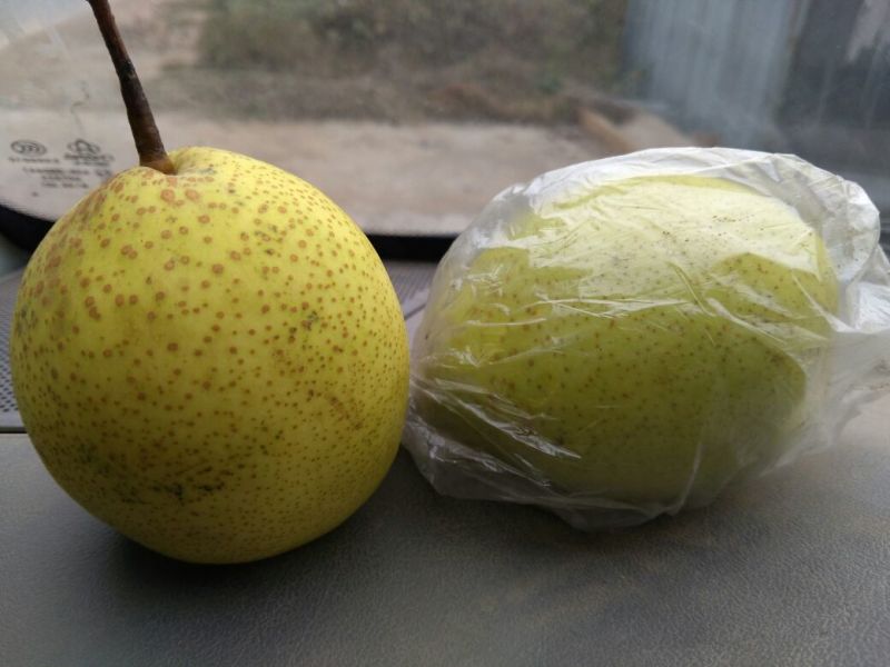 鸭梨200~250g膜袋