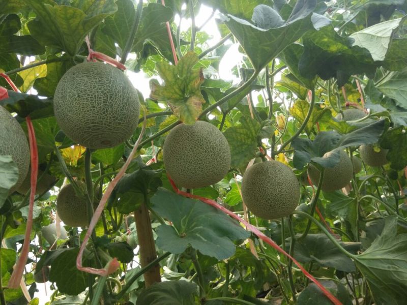 网纹瓜1斤以上椭圆形