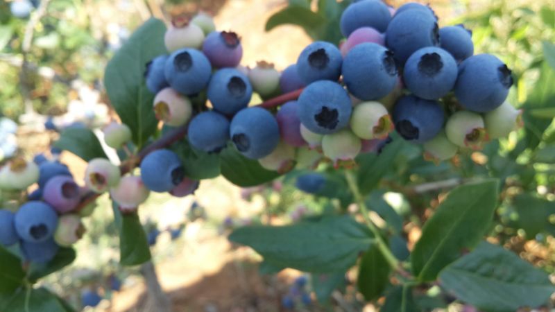 蓝莓4~6mm以上