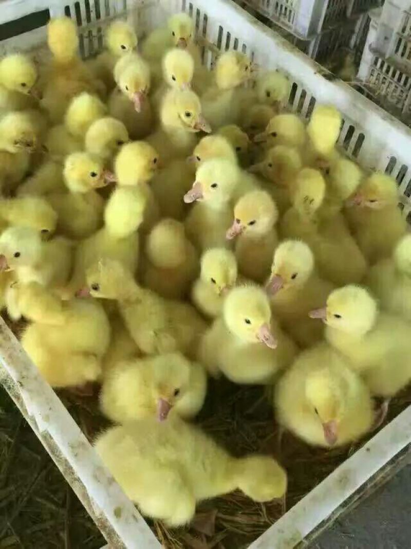 狮头鹅苗250g以下