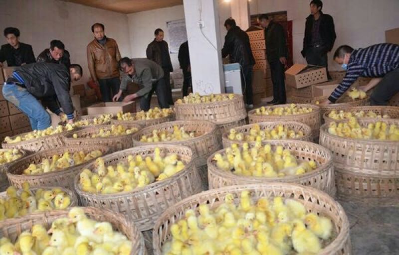 皖西白鹅鹅苗250g以上