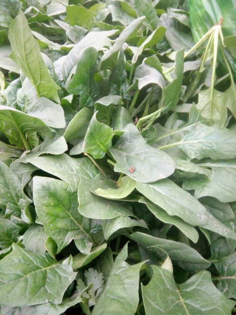 黑叶菠菜15~20厘米