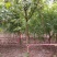 鸡爪槭2~2.5m