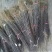 花椒苗0.5~1年基地直销当天起苗当天发货