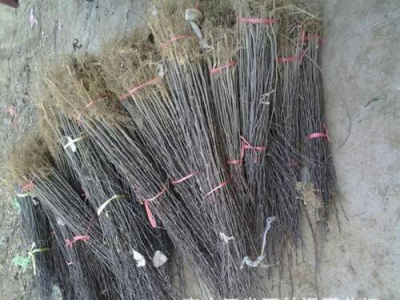 花椒苗0.5~1年基地直销当天起苗当天发货