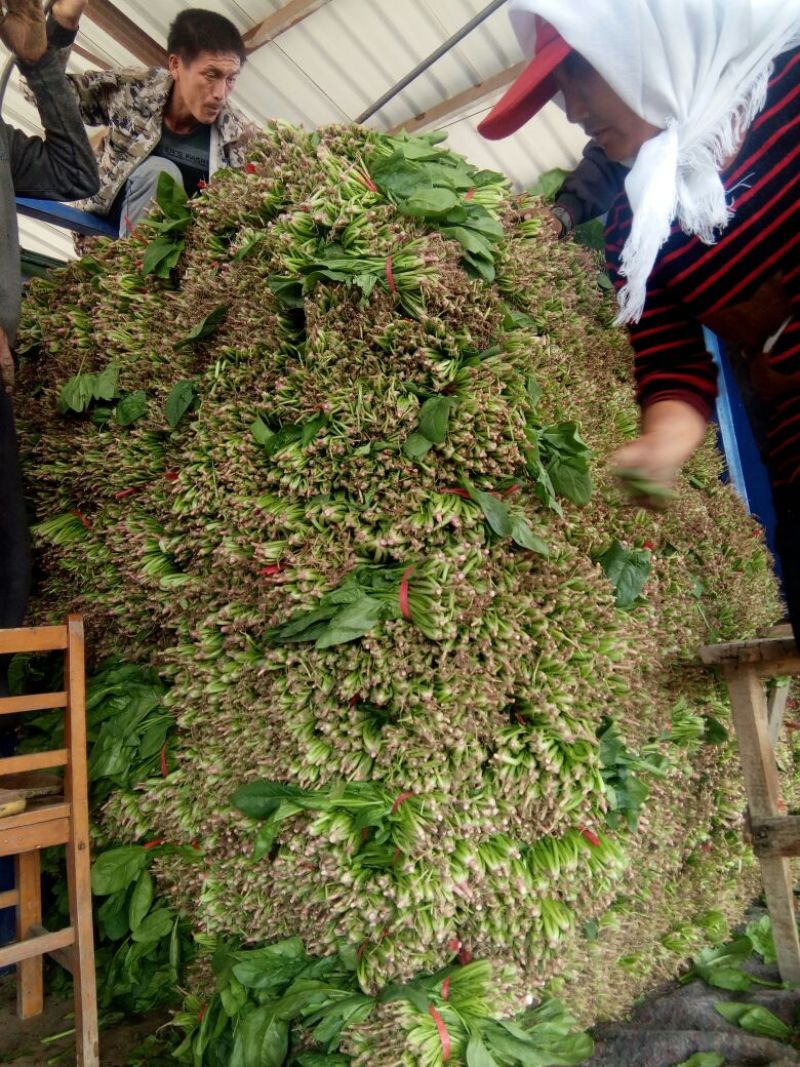 大叶菠菜40cm