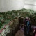 小白菜20cm以上颗均匀颜色绿耐运输