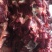 驴肉