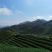 观音茶特级