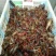 青虾虾苗16~20只/kg