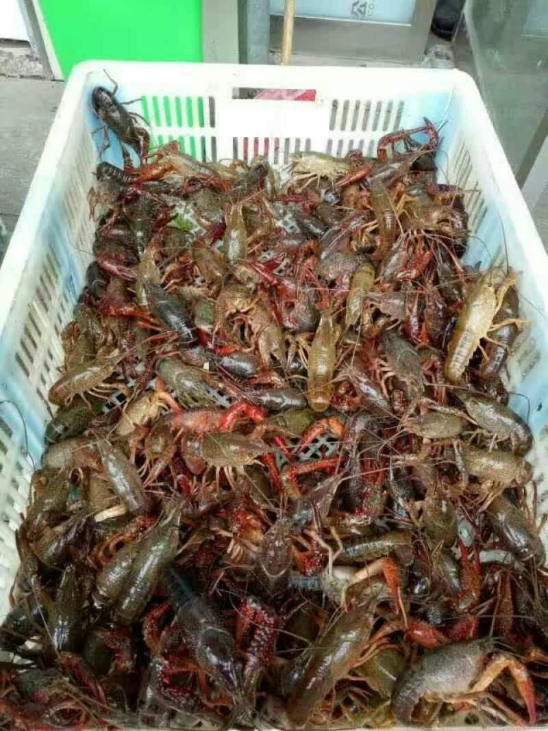 青虾虾苗16~20只/kg