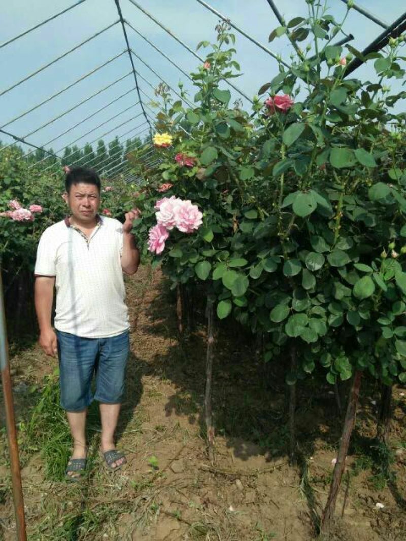 树状月季杆高1米左右，冠幅50公分以上