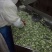 青葱大葱净葱3cm左右