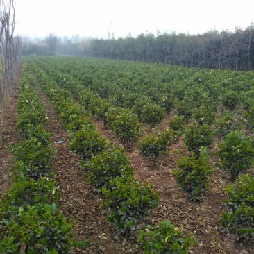 冬青，农户直销