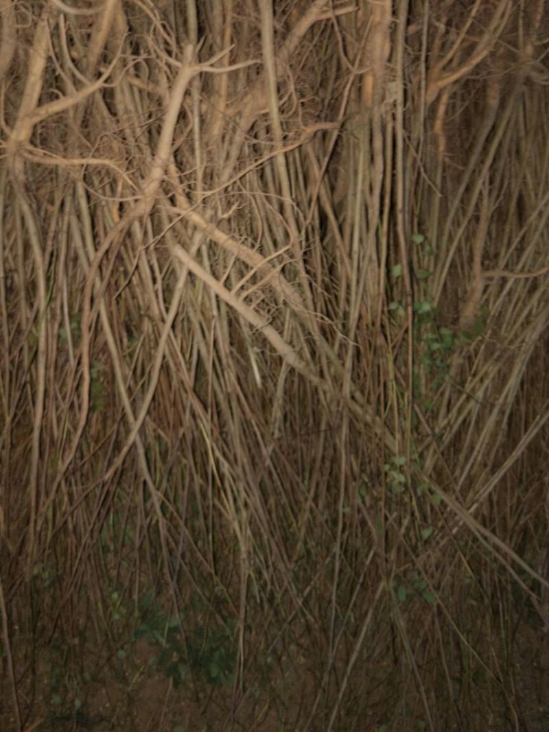 紫穗槐苗20~30cm