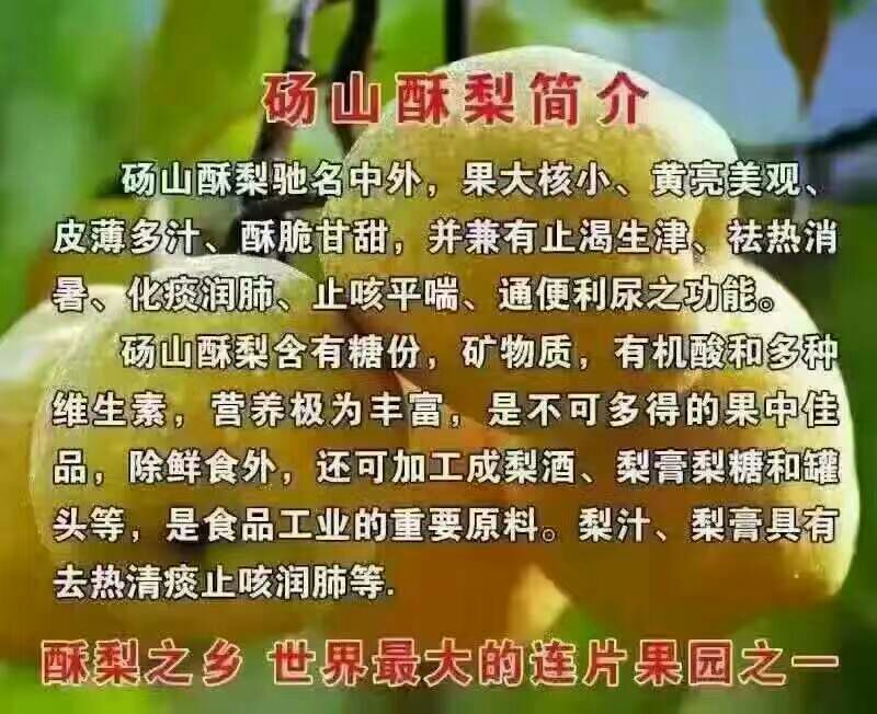 砀山梨250~300g光果