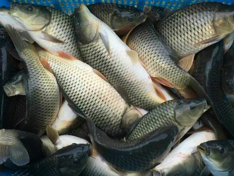 池鲤鱼食用0.5~1公斤