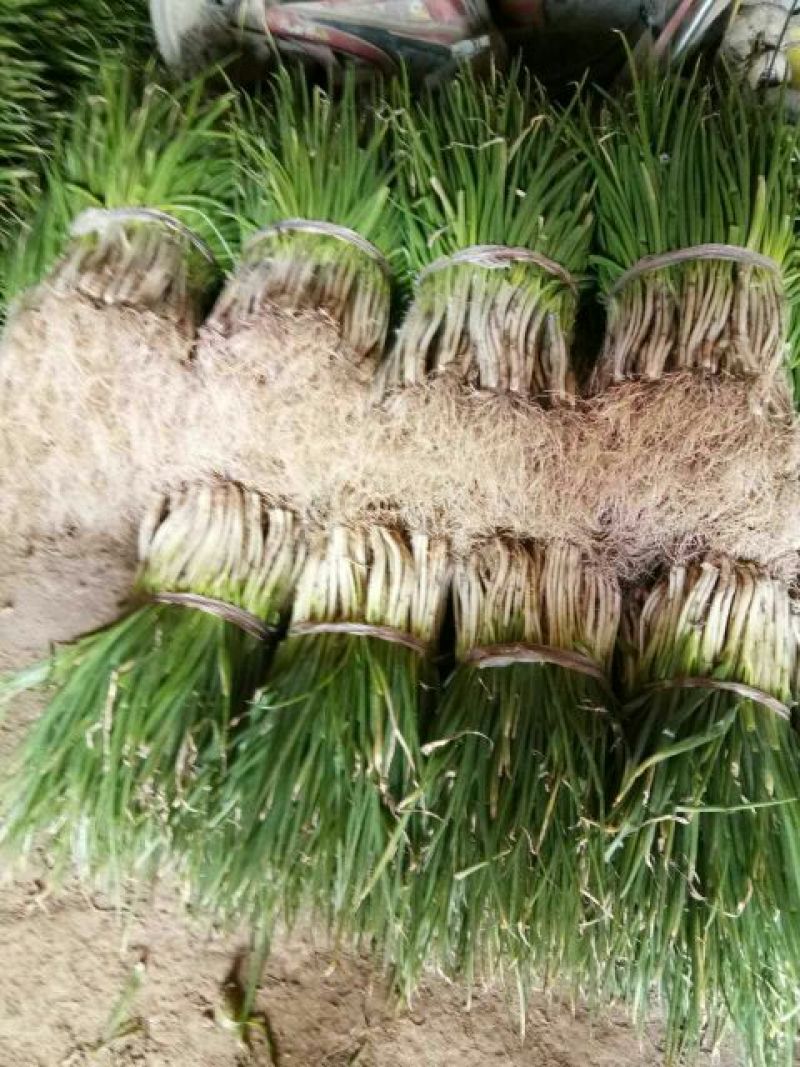 分葱大葱净葱1cm左右40cm以上