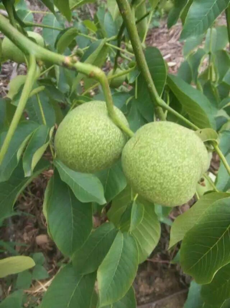 8518核桃苗一年苗50~100cm