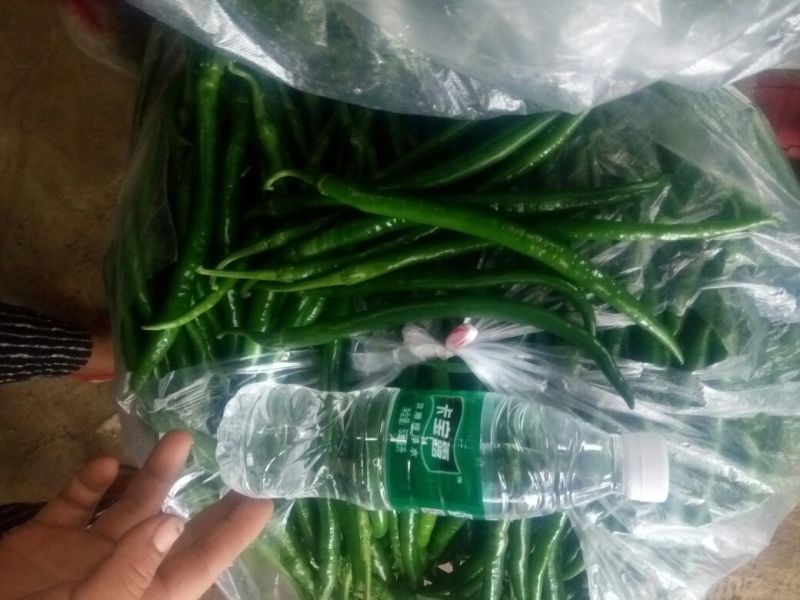 精品线椒★20厘米以上青中辣夏邑产地一手货源