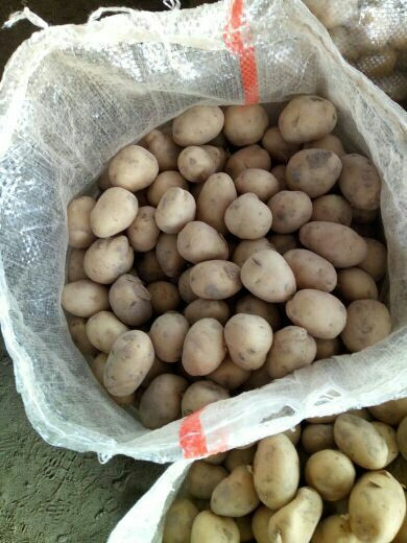 油炸小土豆1两以下长年供应黄皮黄心，规格可定制分选