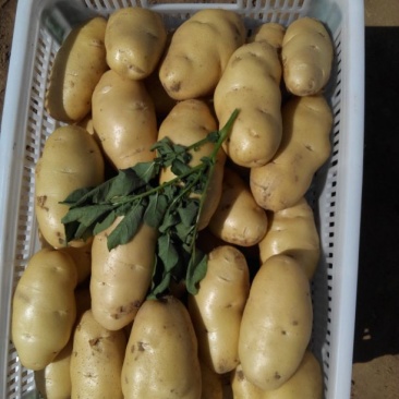 荷兰土豆