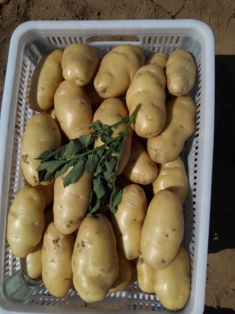 荷兰土豆
