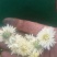 菊花茶